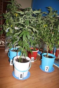 Slika fotke_ilustracije/marihuana u tegli_.jpg